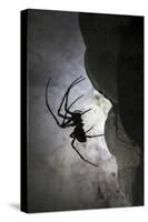 European Cave Spider (Meta Menardi) in Limestone Cave. Plitvice Lakes National Park, Croatia-Alex Hyde-Stretched Canvas