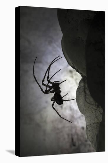 European Cave Spider (Meta Menardi) in Limestone Cave. Plitvice Lakes National Park, Croatia-Alex Hyde-Stretched Canvas