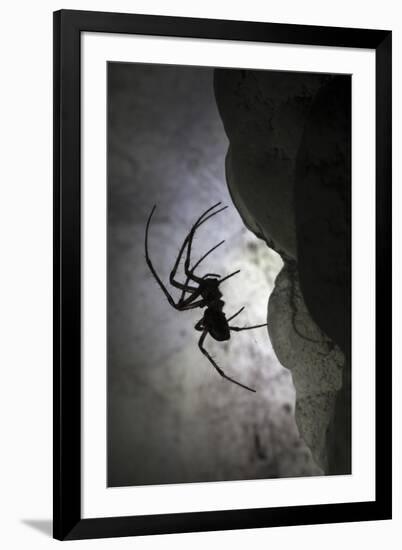 European Cave Spider (Meta Menardi) in Limestone Cave. Plitvice Lakes National Park, Croatia-Alex Hyde-Framed Photographic Print