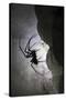 European Cave Spider (Meta Menardi) in Limestone Cave. Plitvice Lakes National Park, Croatia-Alex Hyde-Stretched Canvas