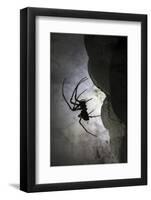 European Cave Spider (Meta Menardi) in Limestone Cave. Plitvice Lakes National Park, Croatia-Alex Hyde-Framed Photographic Print