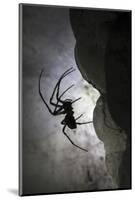 European Cave Spider (Meta Menardi) in Limestone Cave. Plitvice Lakes National Park, Croatia-Alex Hyde-Mounted Photographic Print