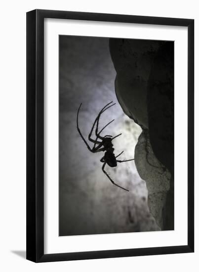 European Cave Spider (Meta Menardi) in Limestone Cave. Plitvice Lakes National Park, Croatia-Alex Hyde-Framed Photographic Print