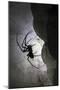 European Cave Spider (Meta Menardi) in Limestone Cave. Plitvice Lakes National Park, Croatia-Alex Hyde-Mounted Photographic Print