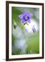 European columbine in flower, France-Benjamin Barthelemy-Framed Photographic Print