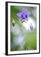 European columbine in flower, France-Benjamin Barthelemy-Framed Photographic Print