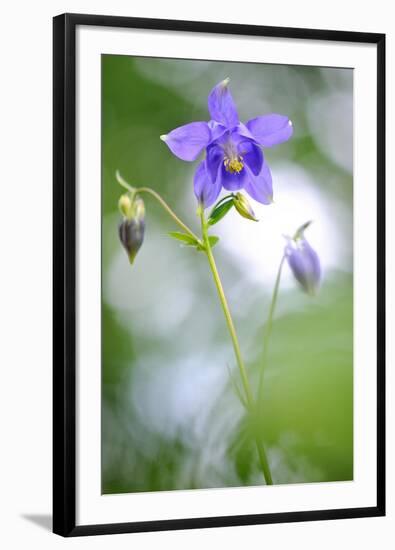 European columbine in flower, France-Benjamin Barthelemy-Framed Photographic Print