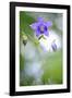 European columbine in flower, France-Benjamin Barthelemy-Framed Photographic Print