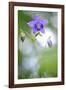 European columbine in flower, France-Benjamin Barthelemy-Framed Photographic Print