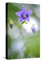 European columbine in flower, France-Benjamin Barthelemy-Stretched Canvas