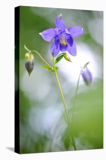 European columbine in flower, France-Benjamin Barthelemy-Stretched Canvas