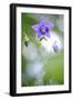 European columbine in flower, France-Benjamin Barthelemy-Framed Photographic Print