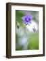 European columbine in flower, France-Benjamin Barthelemy-Framed Photographic Print