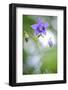 European columbine in flower, France-Benjamin Barthelemy-Framed Photographic Print