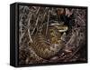 European Common adder pair courting, UK-Andy Sands-Framed Stretched Canvas