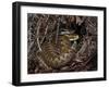 European Common adder pair courting, UK-Andy Sands-Framed Photographic Print