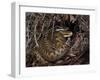 European Common adder pair courting, UK-Andy Sands-Framed Photographic Print