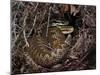 European Common adder pair courting, UK-Andy Sands-Mounted Photographic Print