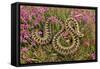 European Common Adder-null-Framed Stretched Canvas