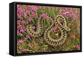 European Common Adder-null-Framed Stretched Canvas