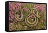 European Common Adder-null-Framed Stretched Canvas