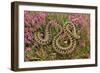 European Common Adder-null-Framed Premium Photographic Print