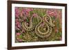 European Common Adder-null-Framed Photographic Print