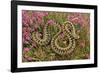 European Common Adder-null-Framed Photographic Print