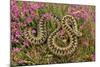 European Common Adder-null-Mounted Photographic Print