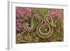 European Common Adder-null-Framed Photographic Print