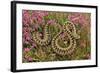 European Common Adder-null-Framed Photographic Print