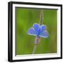 European common blue resting on a flower, Estonia-Jussi Murtosaari-Framed Photographic Print