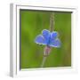 European common blue resting on a flower, Estonia-Jussi Murtosaari-Framed Photographic Print