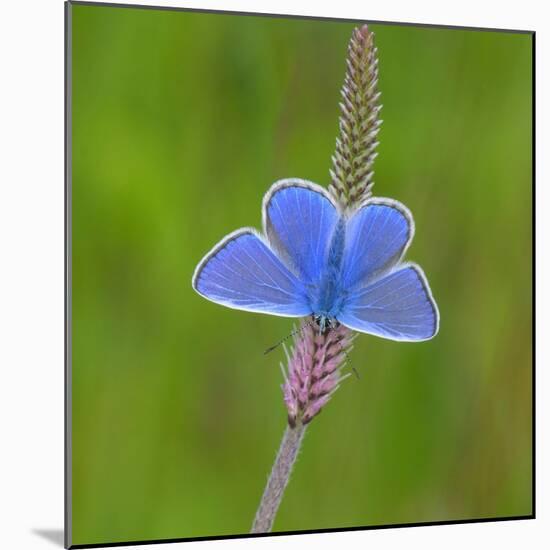 European common blue resting on a flower, Estonia-Jussi Murtosaari-Mounted Photographic Print