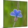 European common blue resting on a flower, Estonia-Jussi Murtosaari-Mounted Photographic Print