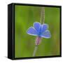European common blue resting on a flower, Estonia-Jussi Murtosaari-Framed Stretched Canvas
