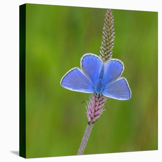 European common blue resting on a flower, Estonia-Jussi Murtosaari-Stretched Canvas