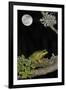 European - Common Tree Frog (Hyla Arborea) Sitting on Branch Covered in Lichen at Night-Philippe Clément-Framed Photographic Print