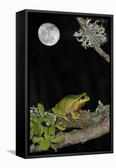 European - Common Tree Frog (Hyla Arborea) Sitting on Branch Covered in Lichen at Night-Philippe Clément-Framed Stretched Canvas