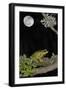 European - Common Tree Frog (Hyla Arborea) Sitting on Branch Covered in Lichen at Night-Philippe Clément-Framed Photographic Print