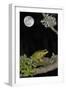 European - Common Tree Frog (Hyla Arborea) Sitting on Branch Covered in Lichen at Night-Philippe Clément-Framed Photographic Print