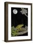 European - Common Tree Frog (Hyla Arborea) Sitting on Branch Covered in Lichen at Night-Philippe Clément-Framed Photographic Print