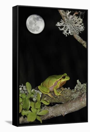 European - Common Tree Frog (Hyla Arborea) Sitting on Branch Covered in Lichen at Night-Philippe Clément-Framed Stretched Canvas