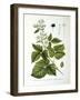 European Dewberry, 1893-null-Framed Giclee Print