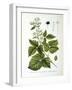 European Dewberry, 1893-null-Framed Giclee Print