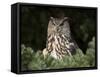 European Eagle Owl, Bubo Bubo, Female, Captive, World Owl Trust, Muncaster Castle, Cumbria-Steve & Ann Toon-Framed Stretched Canvas