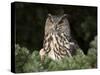 European Eagle Owl, Bubo Bubo, Female, Captive, World Owl Trust, Muncaster Castle, Cumbria-Steve & Ann Toon-Stretched Canvas