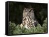 European Eagle Owl, Bubo Bubo, Female, Captive, World Owl Trust, Muncaster Castle, Cumbria-Steve & Ann Toon-Framed Stretched Canvas