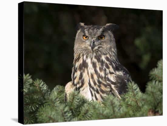 European Eagle Owl, Bubo Bubo, Female, Captive, World Owl Trust, Muncaster Castle, Cumbria-Steve & Ann Toon-Stretched Canvas