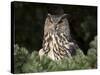 European Eagle Owl, Bubo Bubo, Female, Captive, World Owl Trust, Muncaster Castle, Cumbria-Steve & Ann Toon-Stretched Canvas